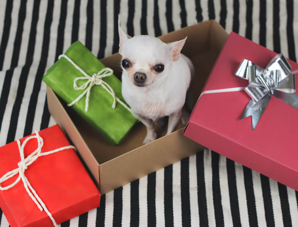 10 רעיונות למתנות לחיית המחמד