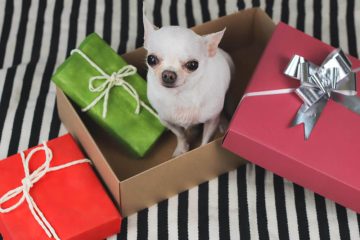 10 רעיונות למתנות לחיית המחמד שלכם